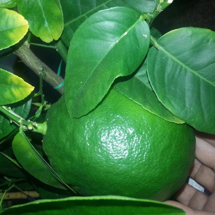 Лимон Иркутский крупноплодый