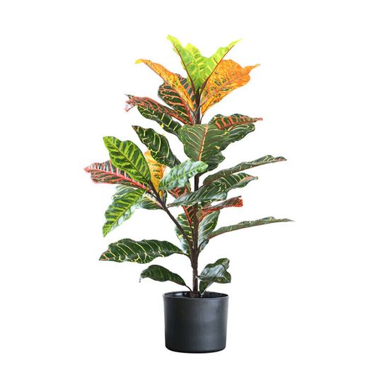 Лиственные растения