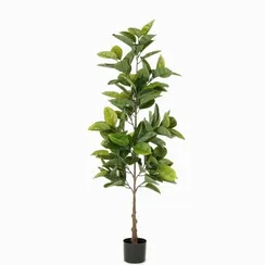 Фикус Эластика высота 160 см