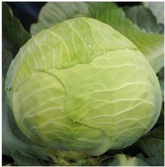 КОЛЯ F1 семена капусты белокочанной (Seminis | Alexagro)