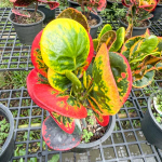 Кротон RED GEM – DAENG MANEE