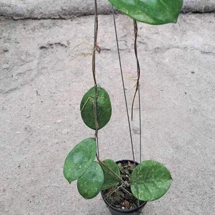 Хойя MICHELLE SPLASH