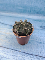 Gymnocalycium Friedrichii (Гимнокалициум)