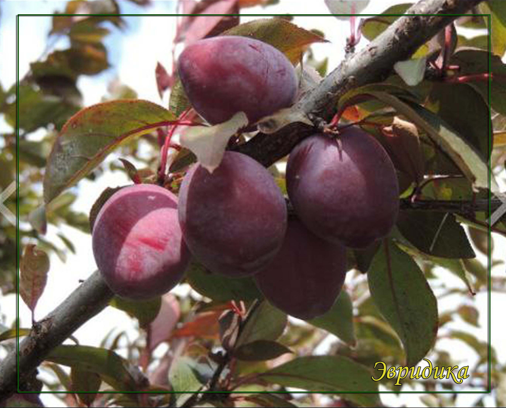 Слива Эвридика