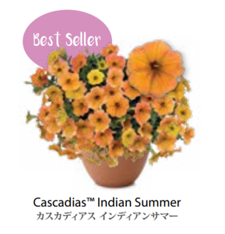 ЕВРО Petunia Cascadias Indian Summer укорененный черенок середина декабря 25