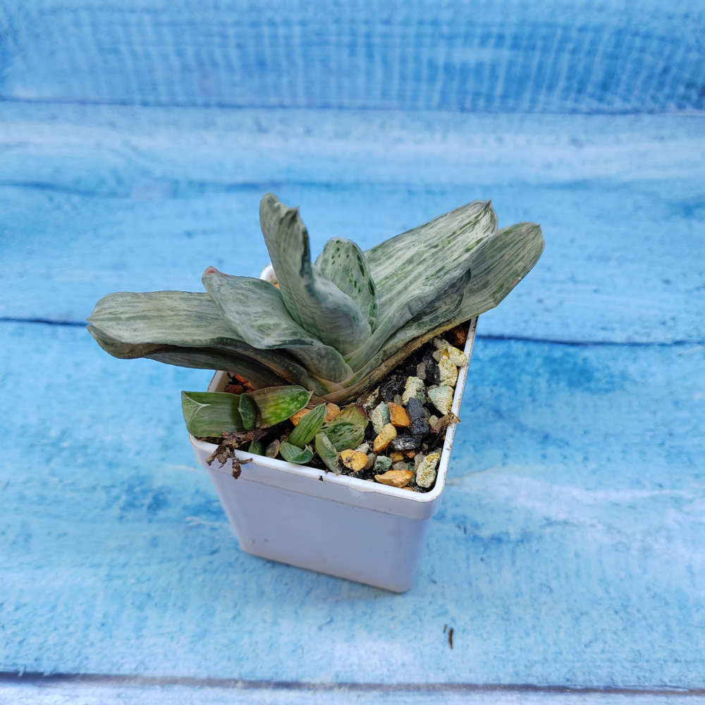 Gasteria Gracilis variegata (Гастерия)