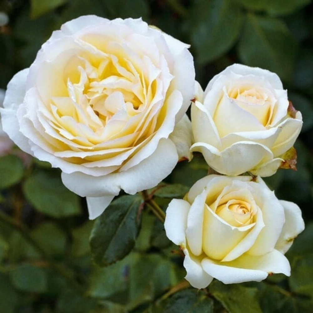 Роза на Штамбе Чайковский