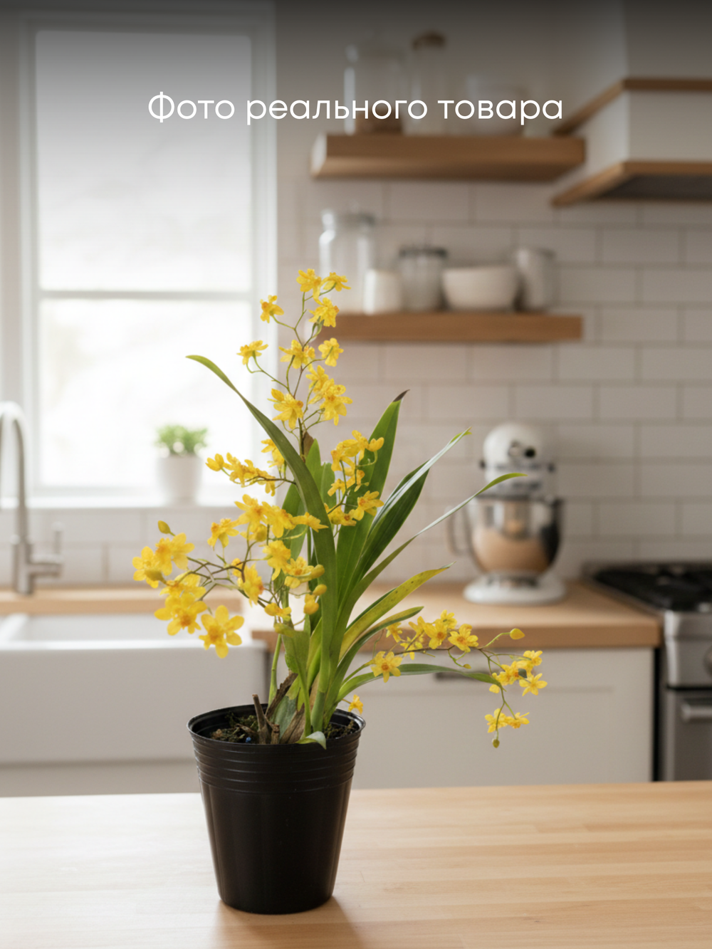 Онцидиум микс д.9