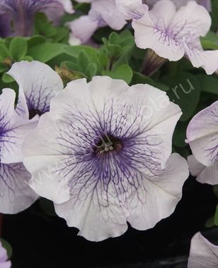 S60146 Петуния кустовая Grandiflora Limbo GP Silver Blue 1000 шт.