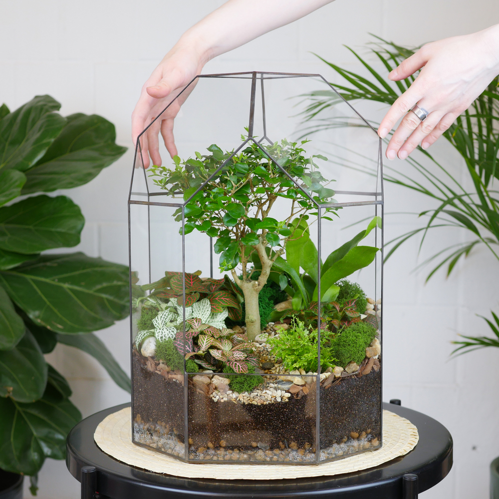 Готовый флорариум бонсай Лигуструм Бонсариум XL