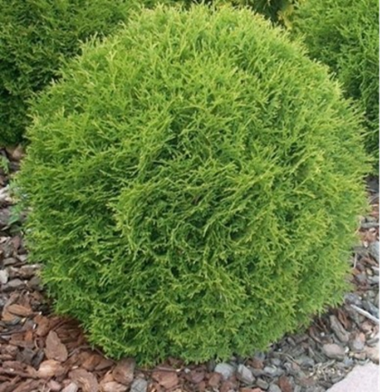Туя западная Даника шаровидная (Thuja occidentalis Danica) р9 август 2026 г.