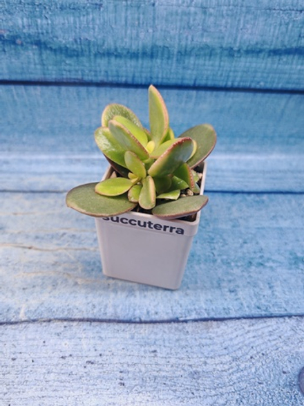 Crassula Ovata Sunset (Крассула)