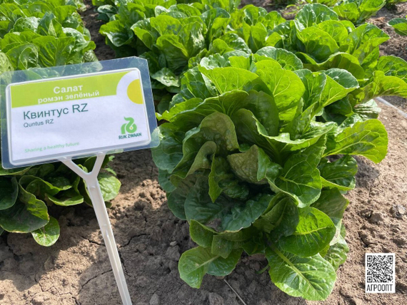 Квинтус семена салата ромэн (Rijk Zwaan / Райк Цваан) в поле – фото 8