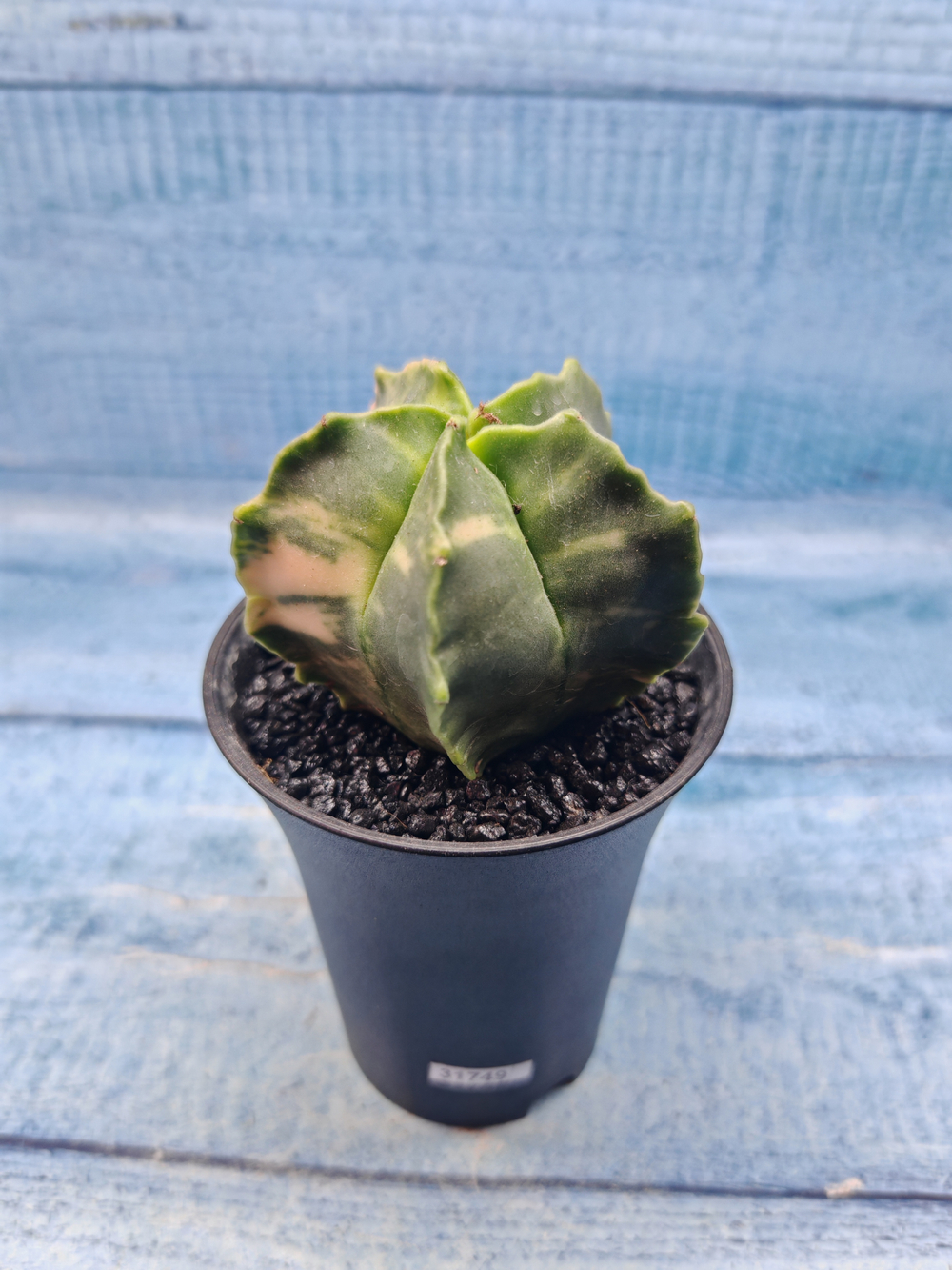 Astrophytum Myriostigma variagate (Астрофитум вариегатный)