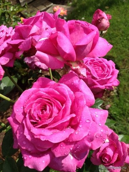 Сурир де Перигё (Sourire De Perigueux)