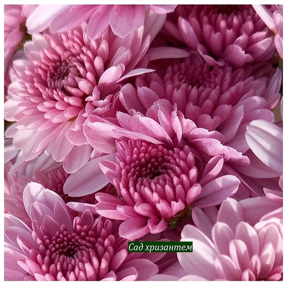 Хризантема мультифлора Elda pink ☘ 🌻 м.21  (отгрузка Сентябрь)