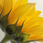 Keune Шампунь Яркость Цвета Color Brillianz Shampoo 1000 мл