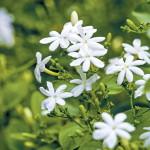 Псилантус бенгальский ???