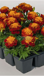 Бархатцы отклоненные SUPER HERO HARMONY (DETAILED)