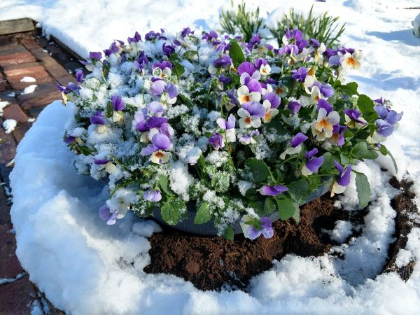 Важные дела в цветнике, которые нужно сделать в феврале