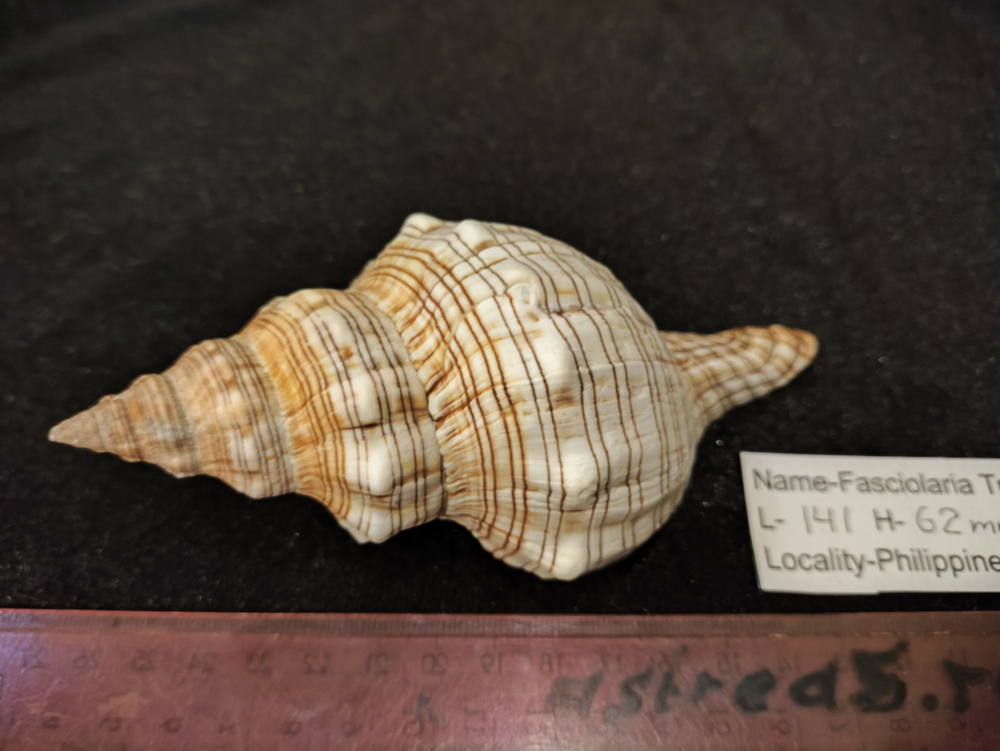 Фасциолария трапезиум 130мм-150-175мм