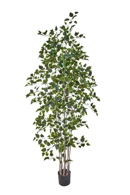 Береза 240см