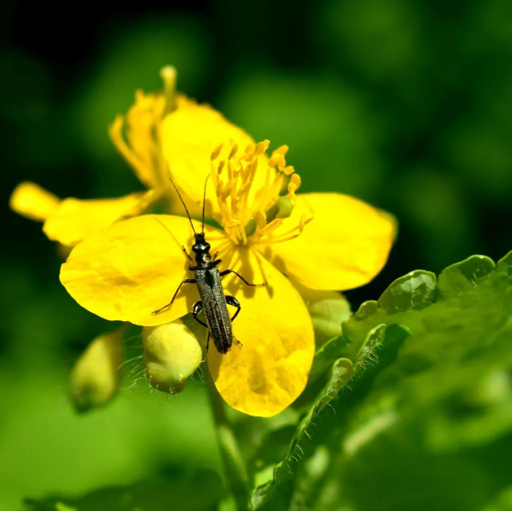 Чистотел большой (трава)