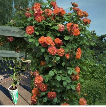 Роза Вестерленд плетистая, шраб морозостойкая