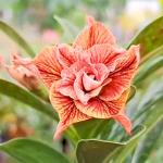 Адениум GOLDEN TIGER