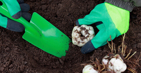 Инструкция по посадке луковиц ЛИЛИЙ