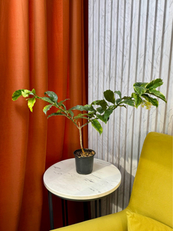 Хойя Мультифлора, D12см Н15см, 1шт, Urban Jungle (2962)