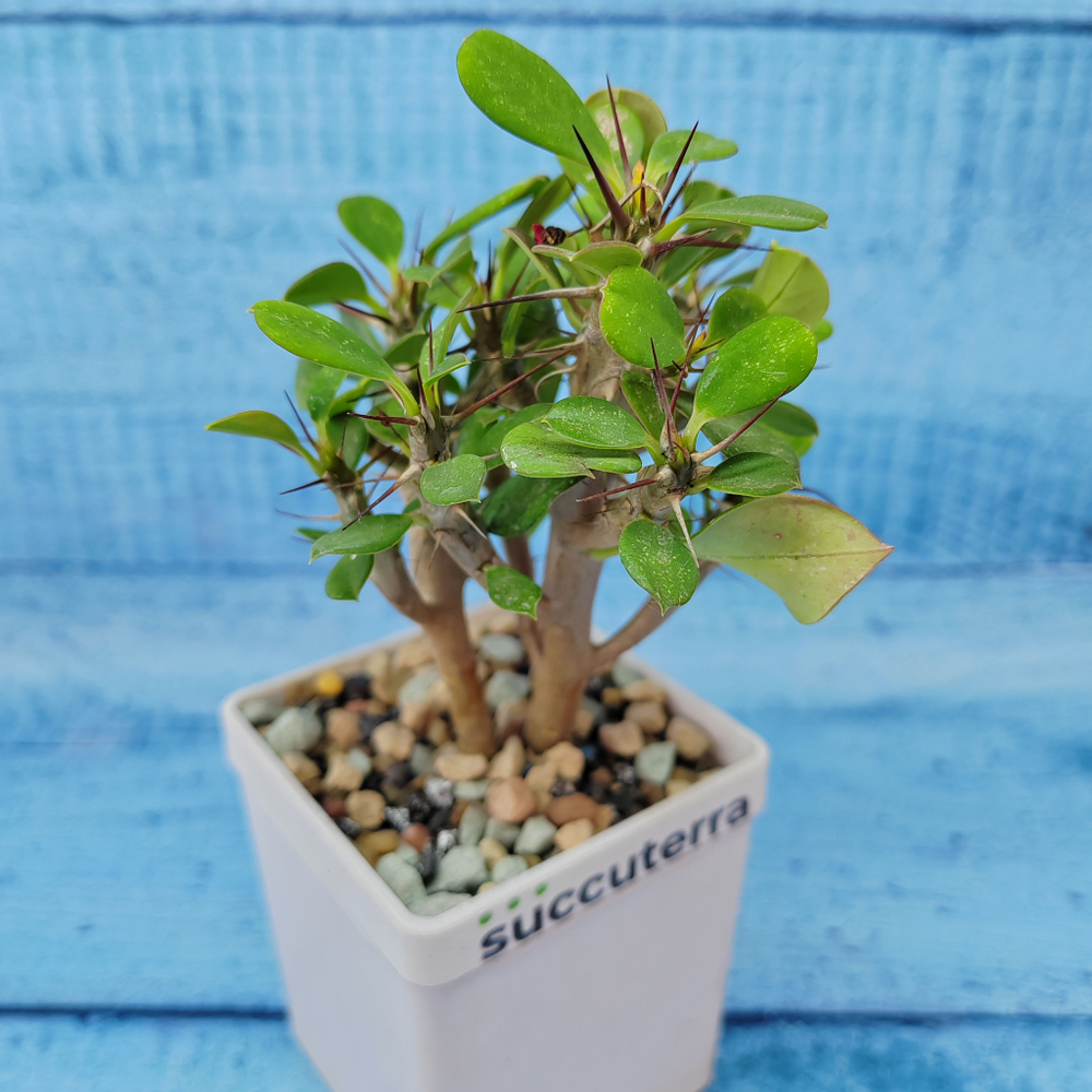Euphorbia Milii (Эуфорбия)