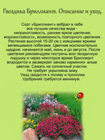 Гвоздика травянка Красный бриллиант многолетник