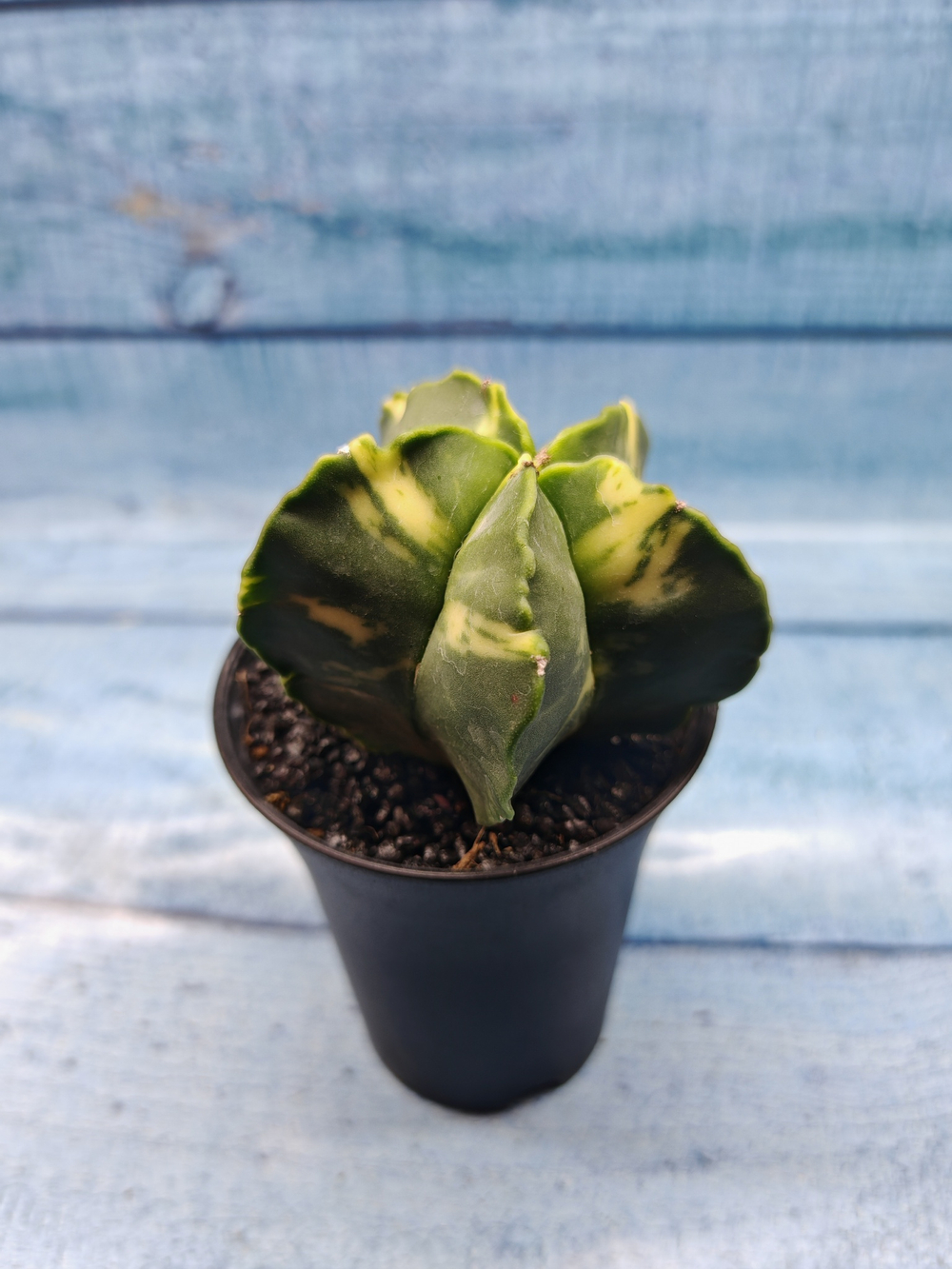 Astrophytum Myriostigma variagate (Астрофитум вариегатный)
