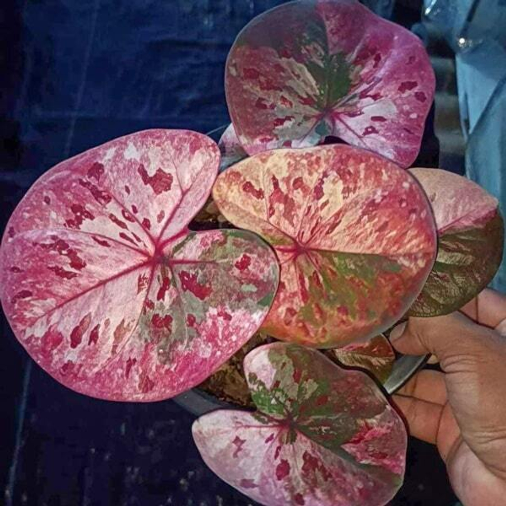 Каладиум PHETCHABUN