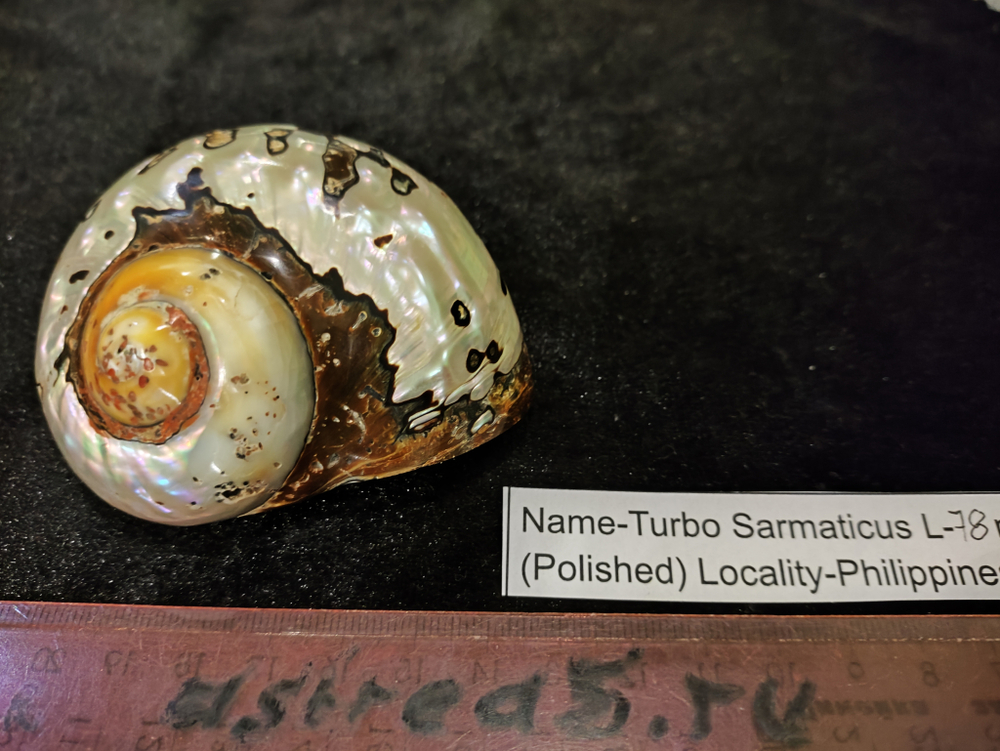 Турбо Сарматикус 46-72мм