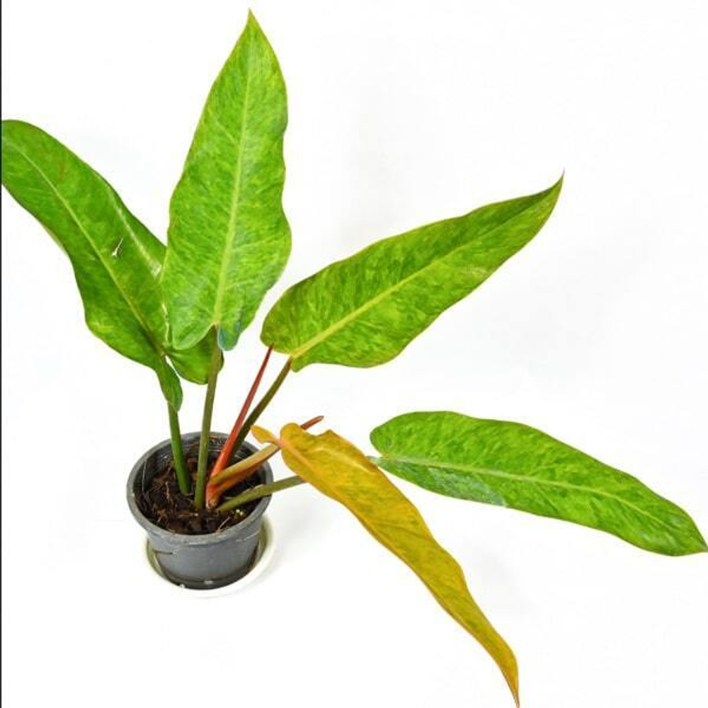 Филодендрон ORANGE MARMALADE