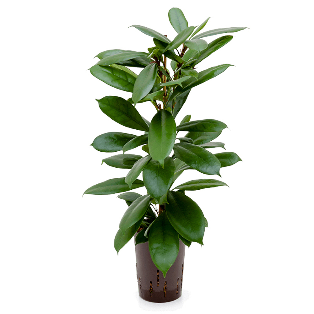 Фикус "Циатистипула"