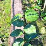 Хойя MACROPHYLLA SNOW QUEEN