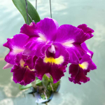 Орхидея ринхолелиокаттлея RLC. PATHIM FANCY