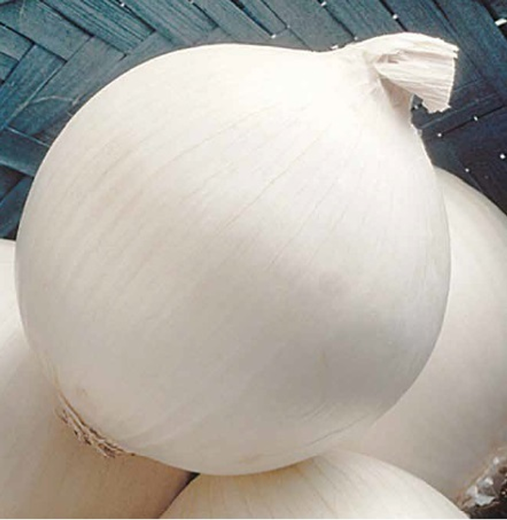 Сьерра Бланка F1 семена лука репчатого (Seminis / Семинис)