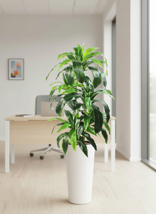 Драцена Джанет зеленая в высоком глянцевом белом кашпо