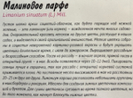 Лимониум Малиновое парфе (Кермек) 0,05 г СМЦ-261