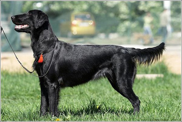 Прямошерстный ретривер