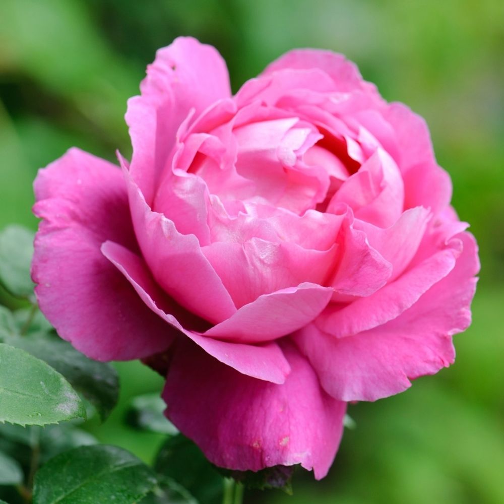 Поль Нерон (Paul Neyron)