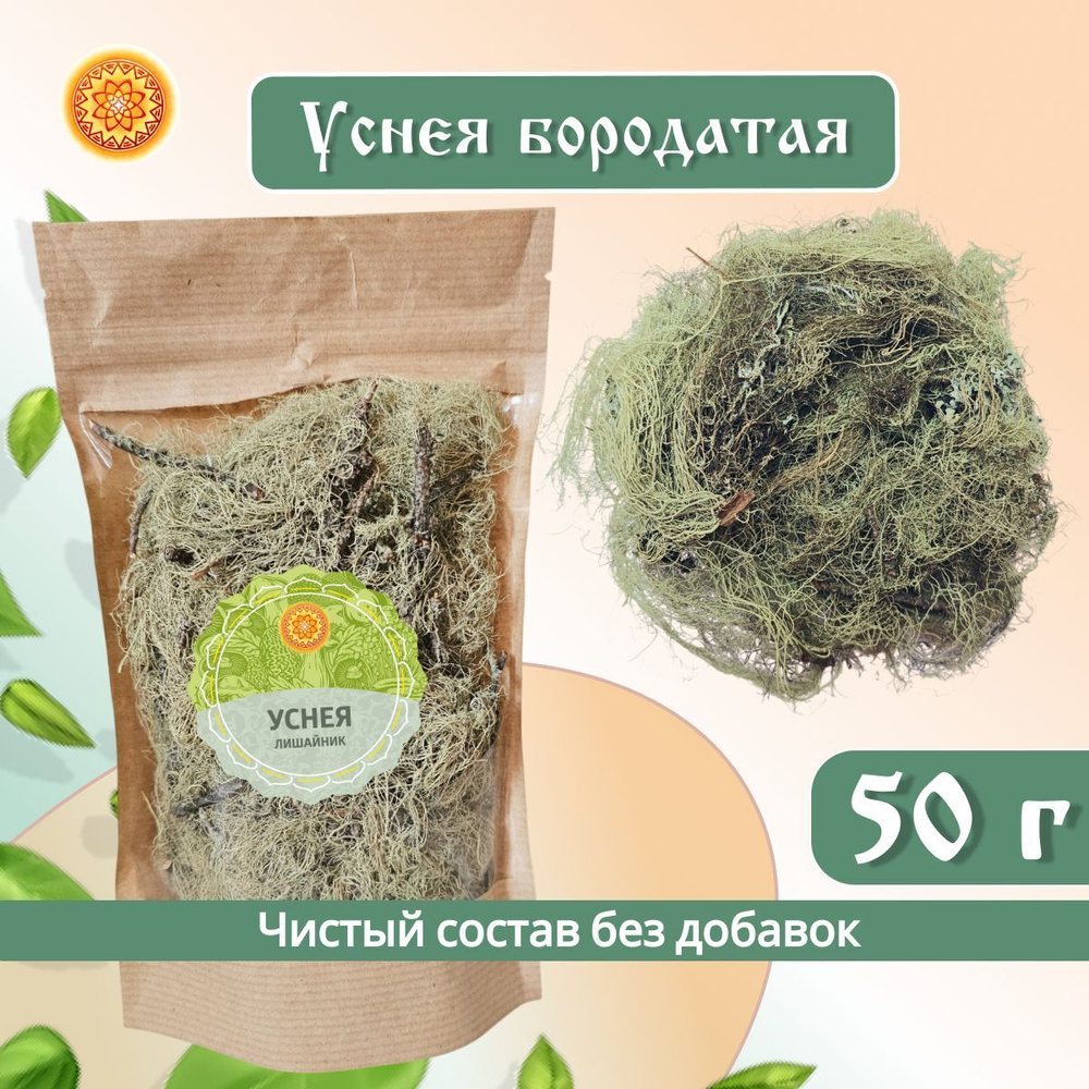 Уснея бородатая. Лишайник.