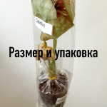 Каладиум THEPPHAGAN WELA