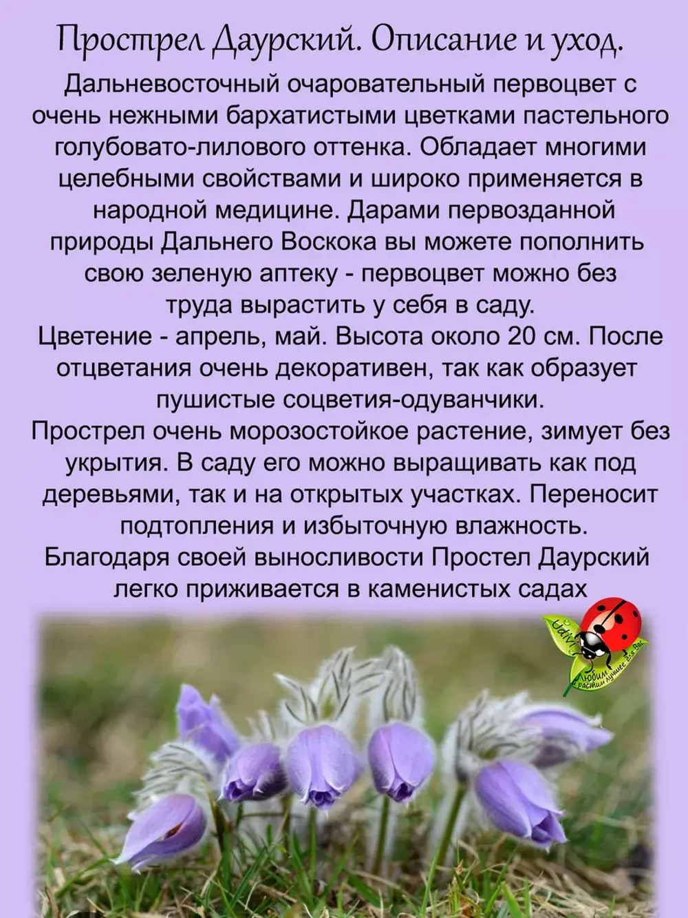 Подснежник Прострел Даурский первоцвет