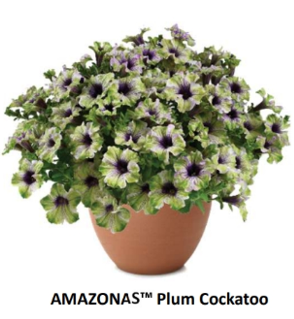 ЕВРО Петуния AMAZONAS Plum Cockatoo ЕВРО укоренный черенок СЕРЕДИНА НОЯБРЯ поставка 1