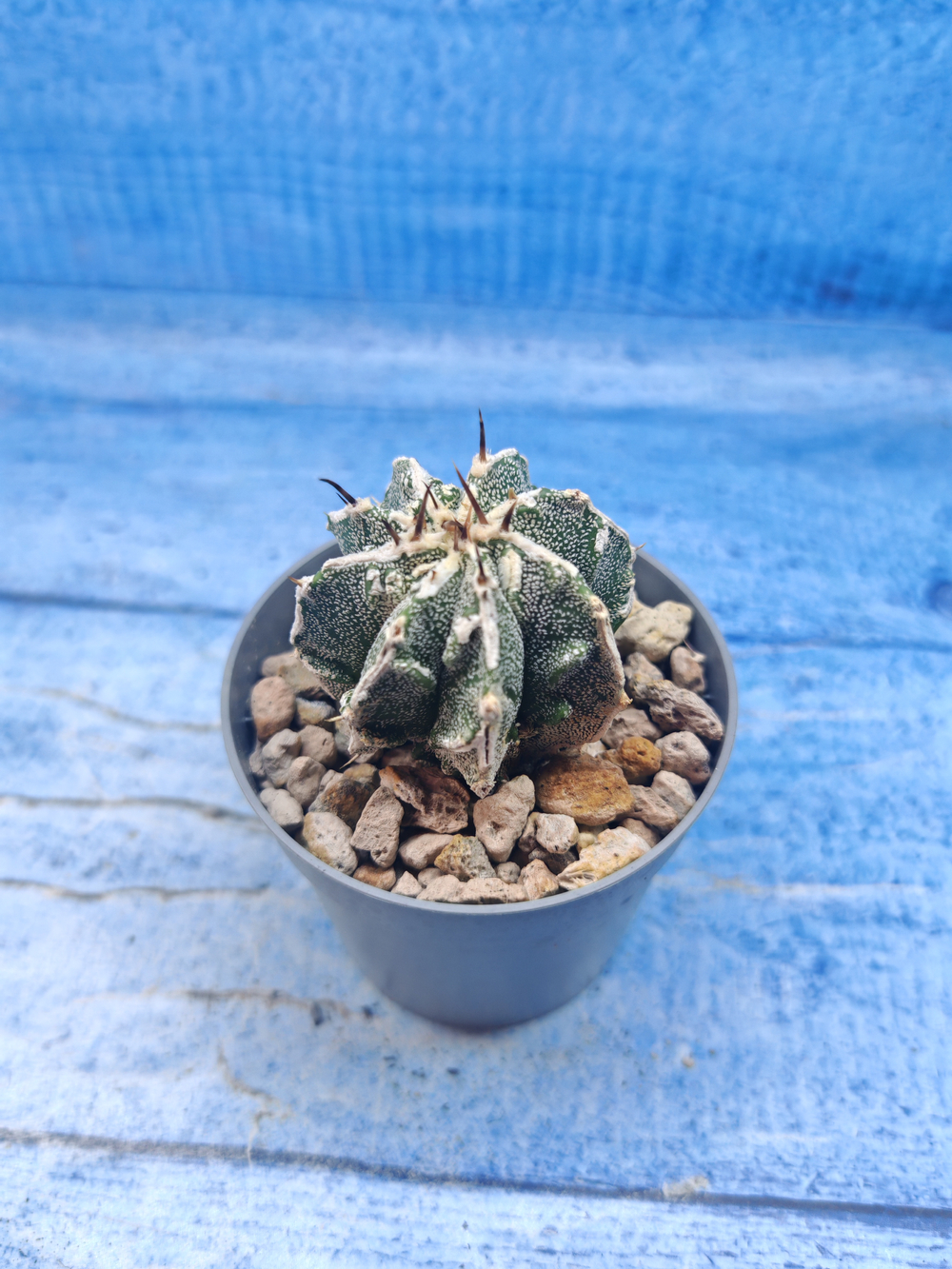 Astrophytum Myriostigma Fukuryu (Астрофитум)